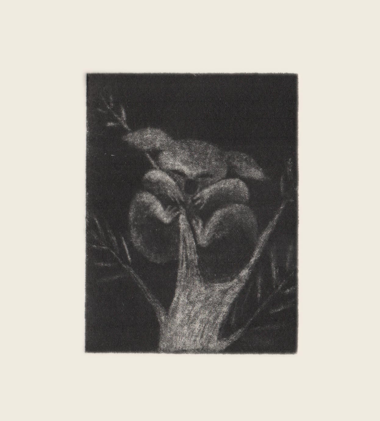 Gravure à la manière noire "Koala"