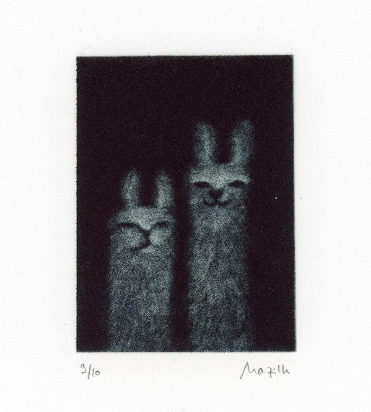 Gravure à la manière noire "Lamas"